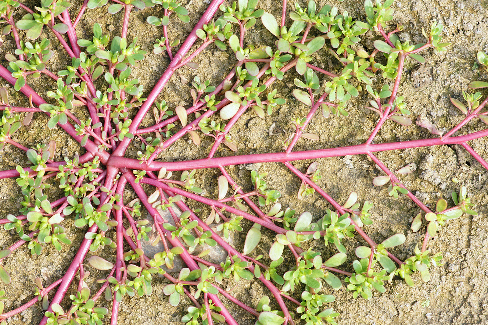 Purslane